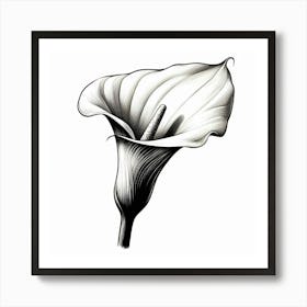 Calla flower Art Print