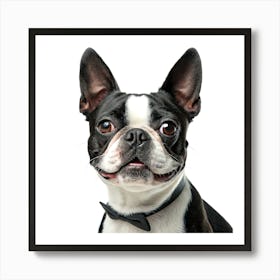 Boston Terrier Art Print