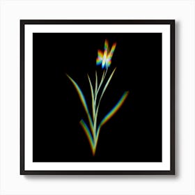 Prism Shift Ixia Anemonae Flora Botanical Illustration on Black Art Print