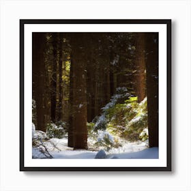 Snowy Forest 1 Art Print
