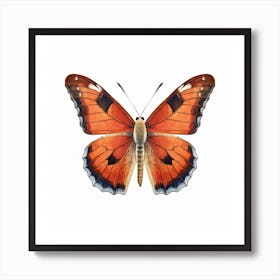 Butterfly 39 Art Print