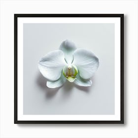 White Orchid On White Background Art Print