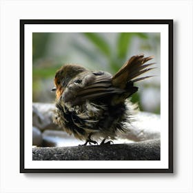 Robin's Ruffled Bum Art Print