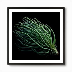 A stunning and unique photograph of a green plant with long, flowing tendrils that seem to dance in the air. The plant is set against a black background, which makes it stand out and appear even more striking. The photograph is taken in a close-up view, which allows the viewer to appreciate the intricate details of the plant's tendrils. The photograph is also very well-lit, which helps to accentuate the plant's beauty. The overall effect of the photograph is one of beauty and elegance. Art Print