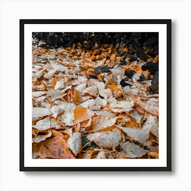 Autumn Leaves On The Ground 1 Poster