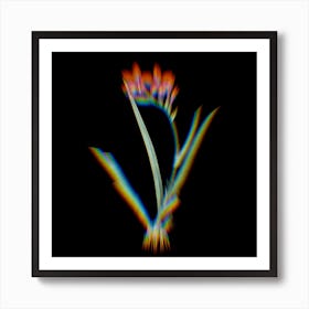 Prism Shift Gladiolus Cardinalis Botanical Illustration on Black n.0321 Art Print