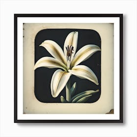 Alabaster Lily 5 Art Print