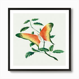 Butterfly On A Leaf Art Print