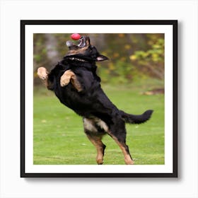 German Shepherd Dog Catching A Frisbee Art Print