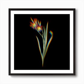 Prism Shift Ixia Tricolor Botanical Illustration on Black n.0079 Art Print