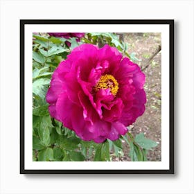 Peony in Japan 5 Art Print