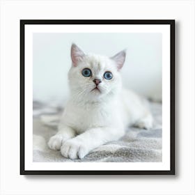 British Shorthair Kitten Art Print