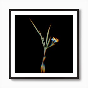 Prism Shift Gladiolus Inclinatus Botanical Illustration on Black Art Print