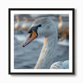 Swans Art Print