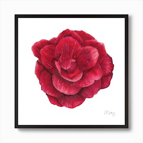 Red Flower 1 Art Print