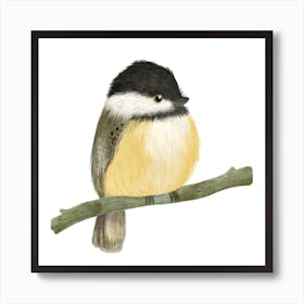 Black Capped Chickadee Bird Art Print