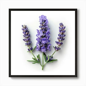 Lavender Flowers 1 Art Print