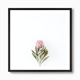 Pink Protea Flower Art Print