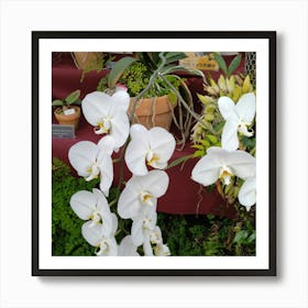 Orchids 18 Art Print