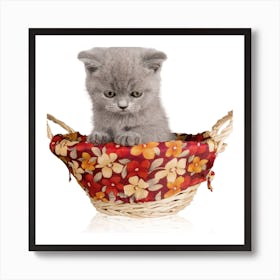 Kitten In A Basket Affiche