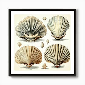 Vintage Seashells 1 Art Print