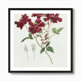 Roses 4 Art Print