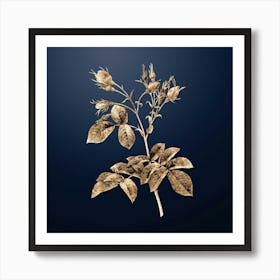 Gold Botanical Evrat's Rose with Crimson Buds on Midnight Navy n.3246 Art Print