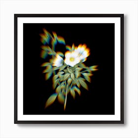 Prism Shift White Rose of Snow Botanical Illustration on Black Art Print