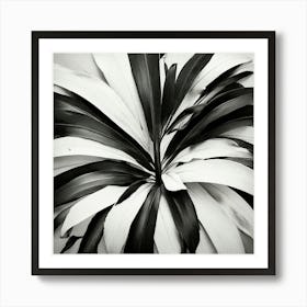 Black And White Leaf Art Print