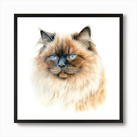 Chocolate Point Himalayan Cat Portrait Art Print