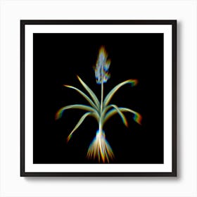 Prism Shift Scilla Patula Botanical Illustration on Black n.0176 Art Print