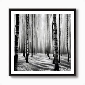 Birch Forest 37 Art Print