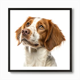 Brittany Spaniel Dog Portrait Poster