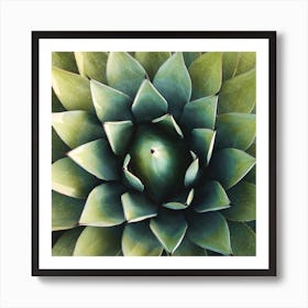 Cactus 1 Square Art Print