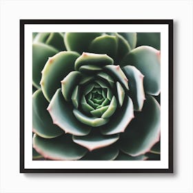 Close Up Of A Succulent Art Print