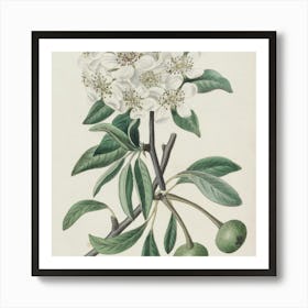 Apple Blossom Art Print