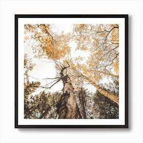 Looking Up In Forest Square Art Print