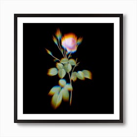 Prism Shift Provence Rose Botanical Illustration on Black Art Print