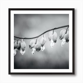 Bleeding Heart Black And White 2 Art Print