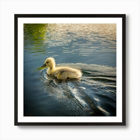 Swan photo 8 Art Print