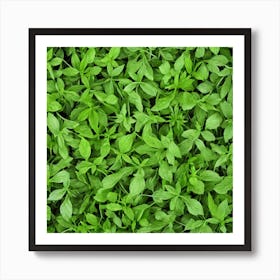 Close Up Of Green Leaves Art Print