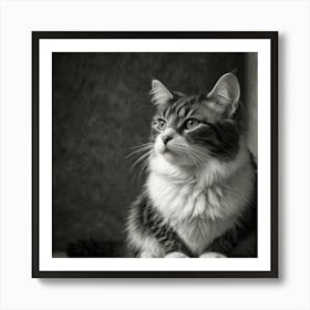 Black And White Haired Cat Art Print