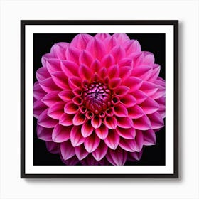 Vibrant pink dahlia flower 6 Art Print