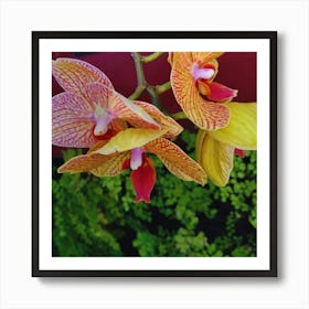 Yellow Orchids 3 Art Print