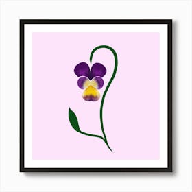 Pansy Flower Affiche