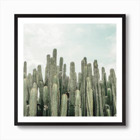 Cactus Forest Square Art Print