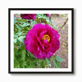 Peony in Japan 17 Art Print