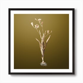 Gold Botanical Ixia Bulbifera on Dune Yellow n.0761 Art Print