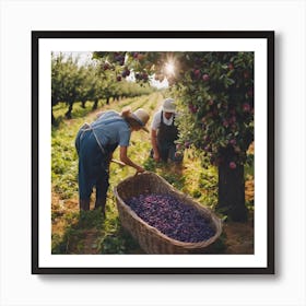 Orchard Workers Picking Plums Art Print
