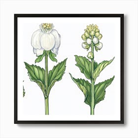 Tulip Art Print